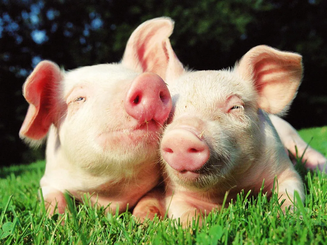 Deux jeunes cochons allongés dans l'herbe, au soleil